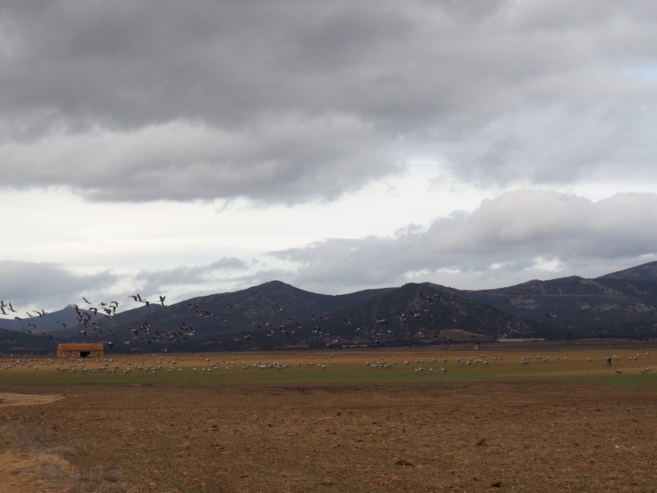 Grullas en Gallocanta