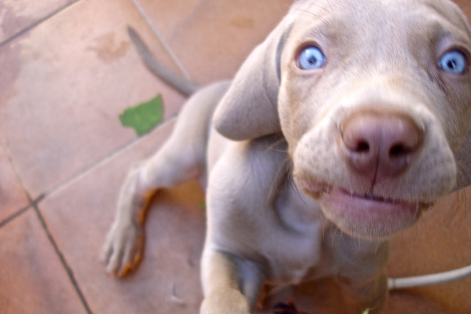 La literatura es un tiempo de perros