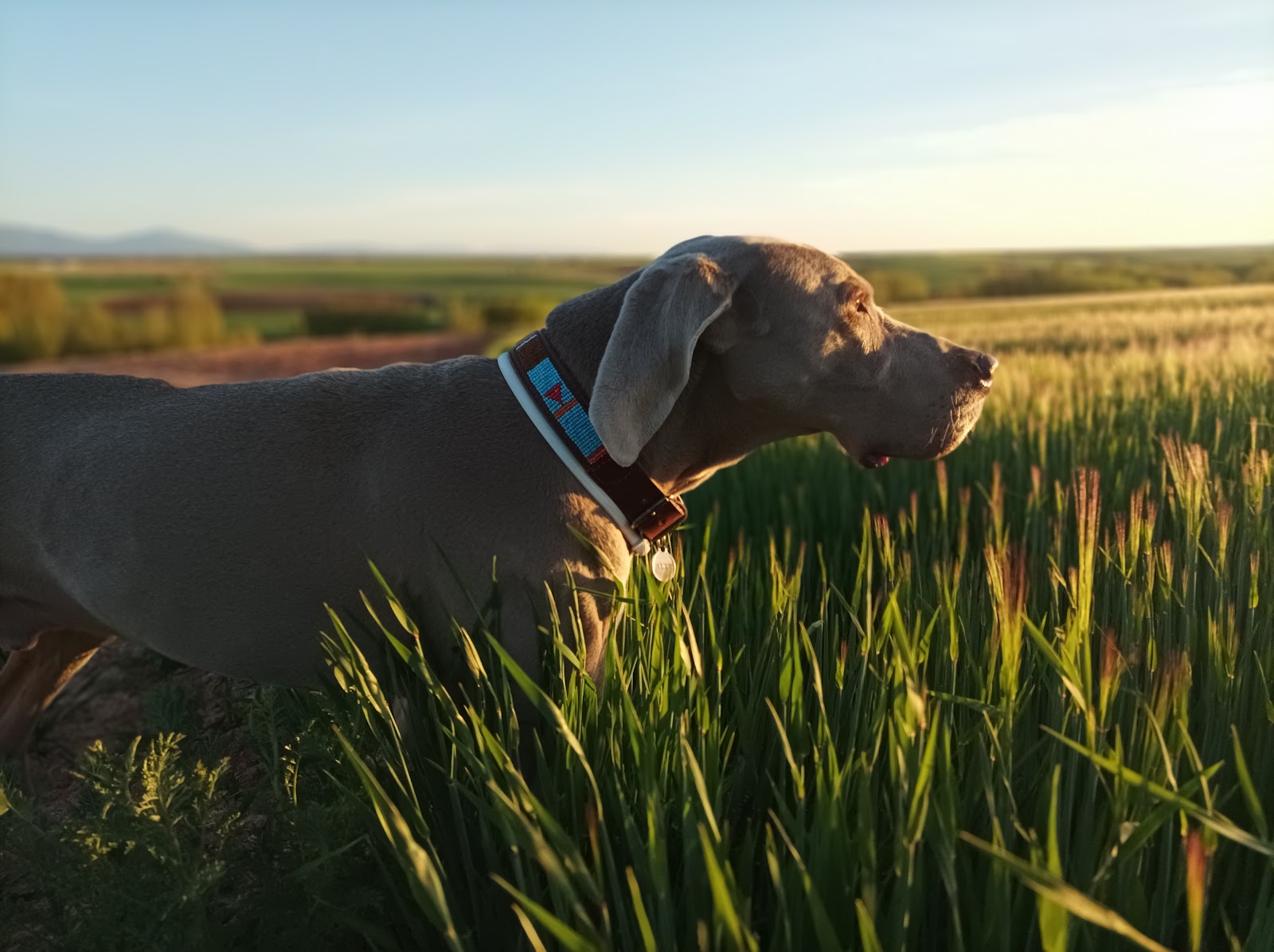 Cuando (se te) muere un perro